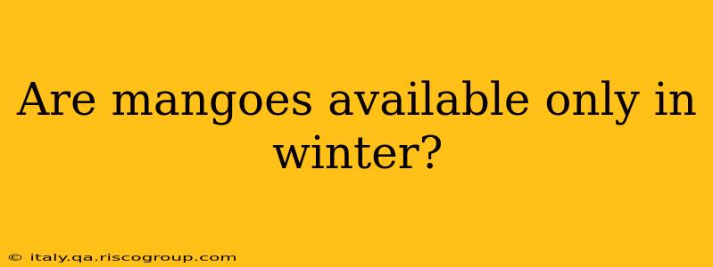 Are mangoes available only in winter?