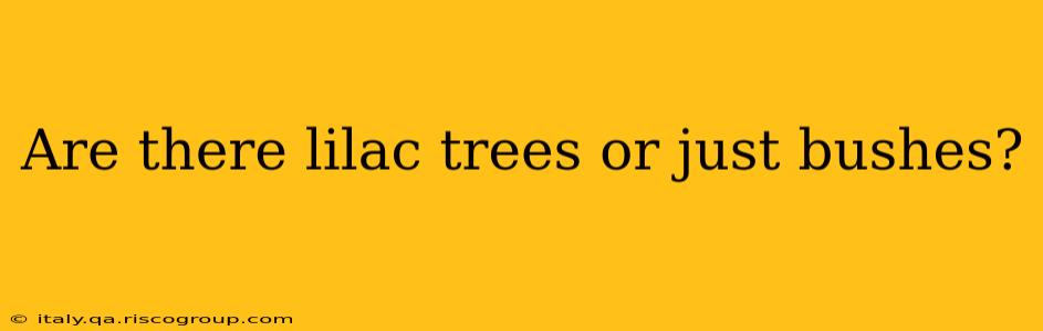 Are there lilac trees or just bushes?