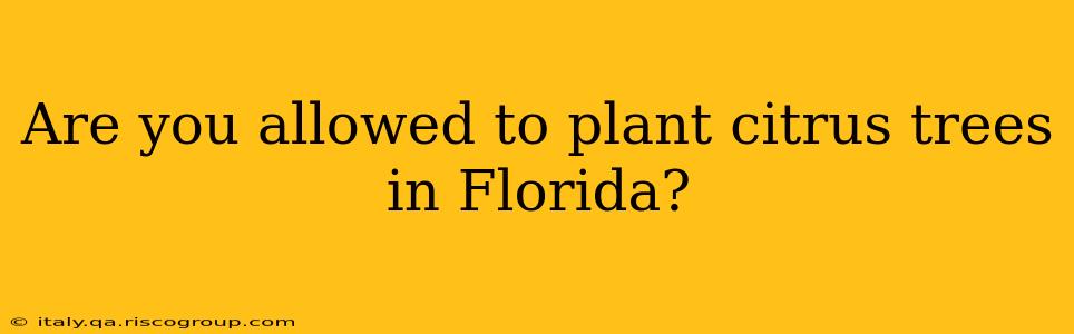 Are you allowed to plant citrus trees in Florida?