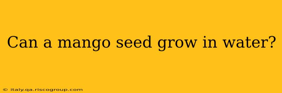 Can a mango seed grow in water?