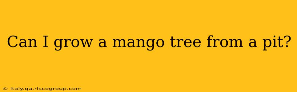 Can I grow a mango tree from a pit?