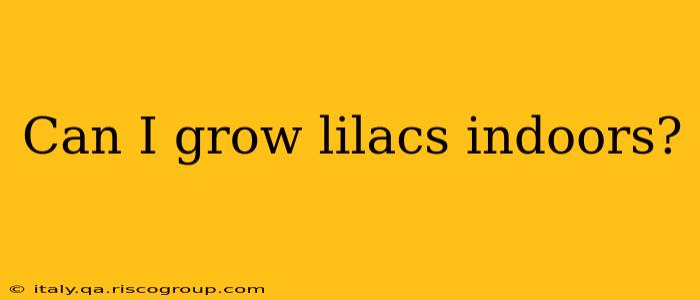 Can I grow lilacs indoors?