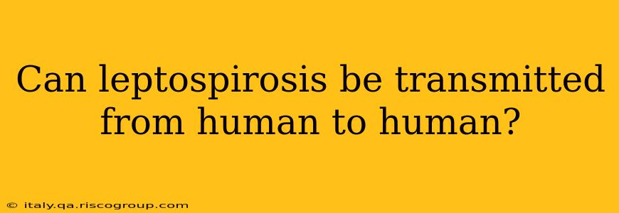 Can leptospirosis be transmitted from human to human?