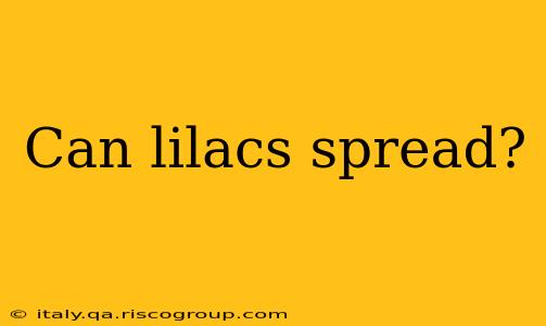 Can lilacs spread?