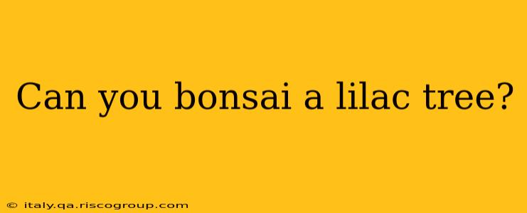 Can you bonsai a lilac tree?
