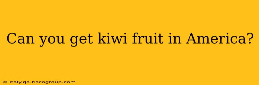 Can you get kiwi fruit in America?