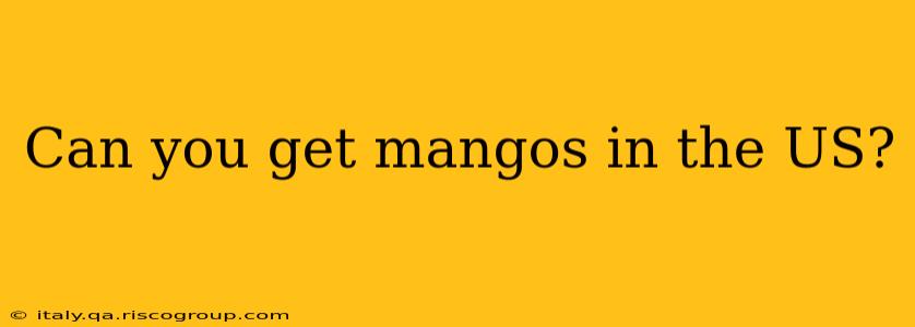 Can you get mangos in the US?