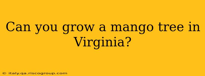 Can you grow a mango tree in Virginia?