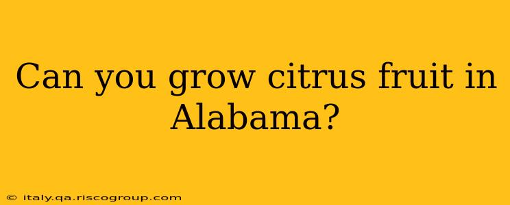 Can you grow citrus fruit in Alabama?