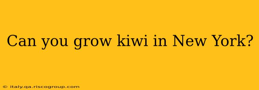 Can you grow kiwi in New York?