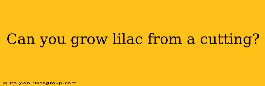 Can you grow lilac from a cutting?