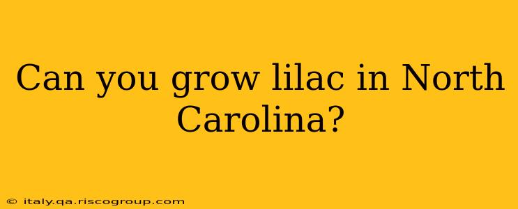 Can you grow lilac in North Carolina?