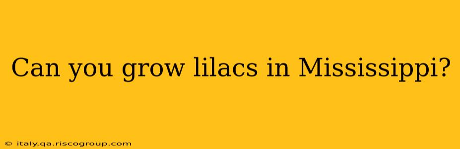 Can you grow lilacs in Mississippi?