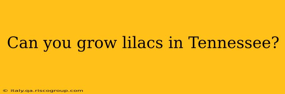 Can you grow lilacs in Tennessee?