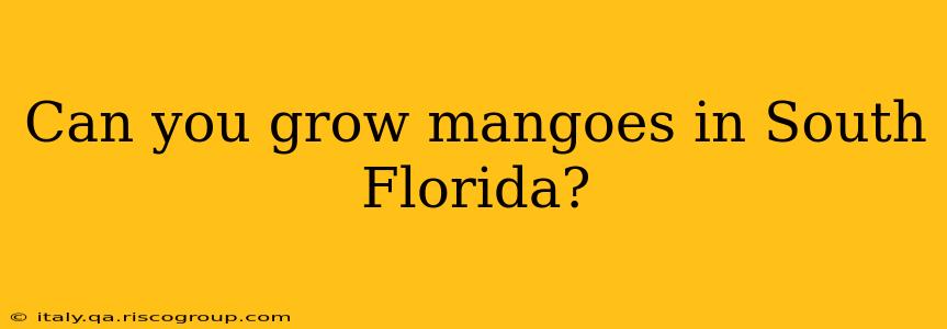 Can you grow mangoes in South Florida?