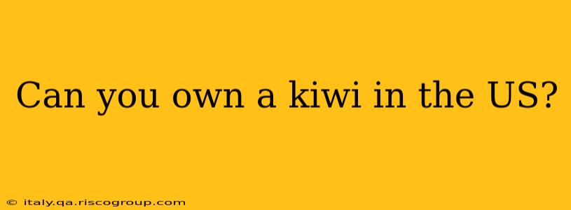 Can you own a kiwi in the US?