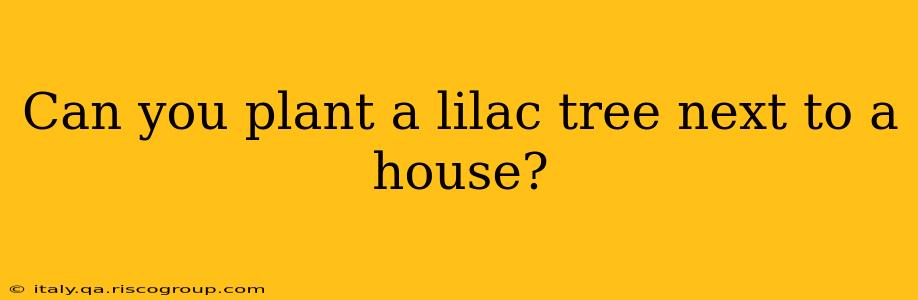 Can you plant a lilac tree next to a house?