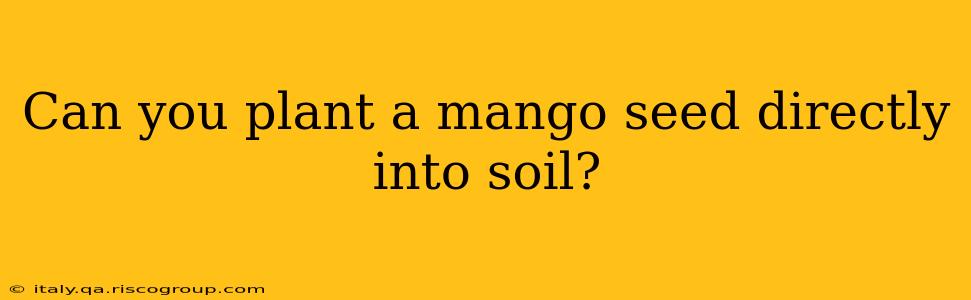 Can you plant a mango seed directly into soil?