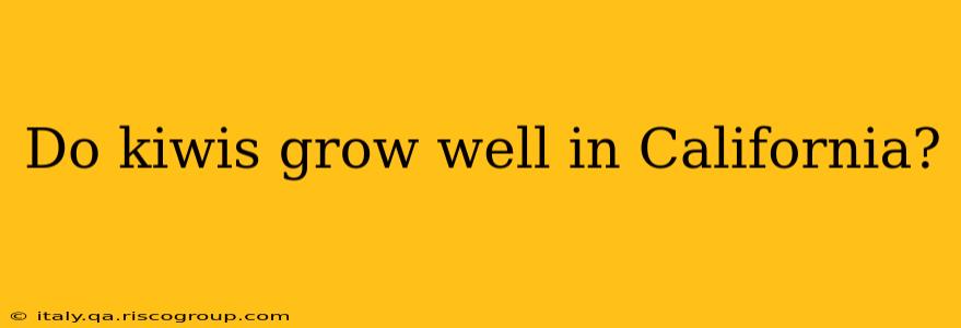 Do kiwis grow well in California?