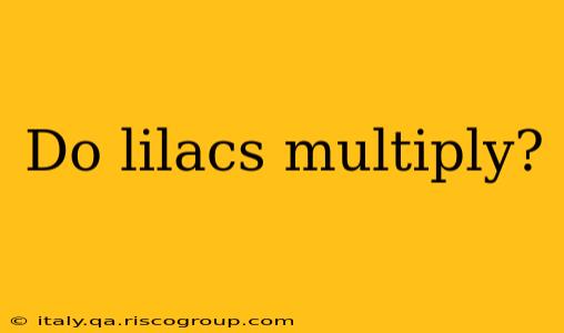 Do lilacs multiply?