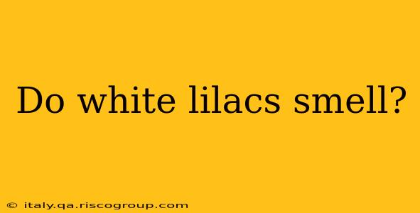 Do white lilacs smell?