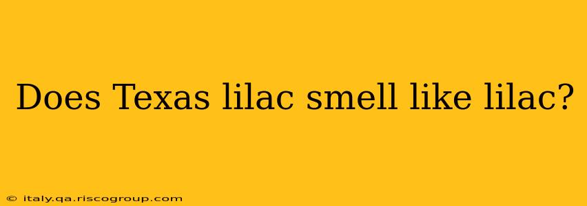 Does Texas lilac smell like lilac?