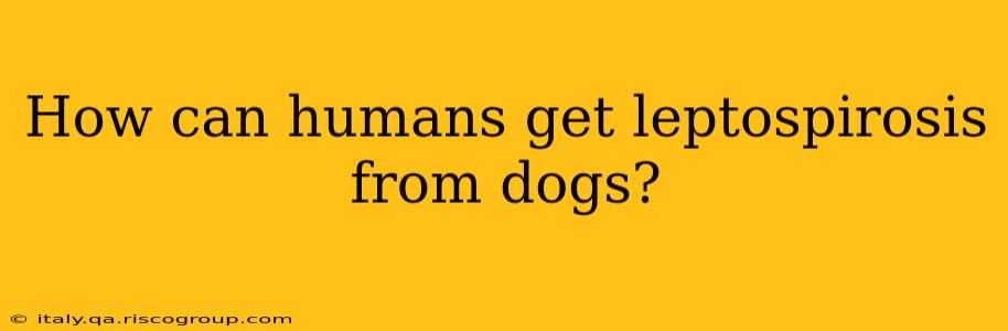 How can humans get leptospirosis from dogs?