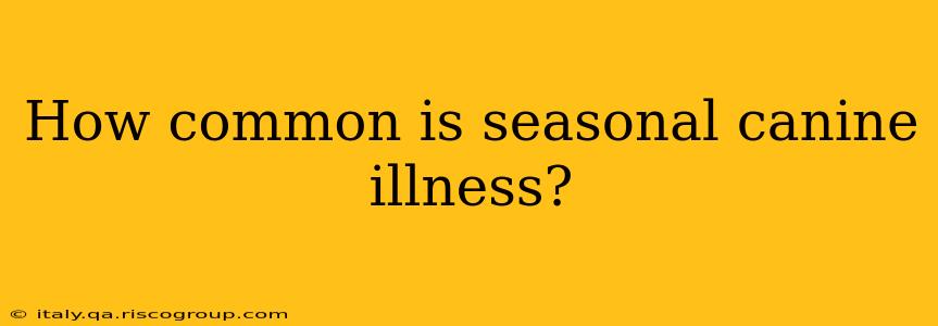 How common is seasonal canine illness?