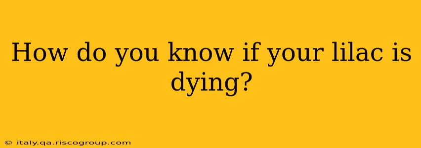 How do you know if your lilac is dying?