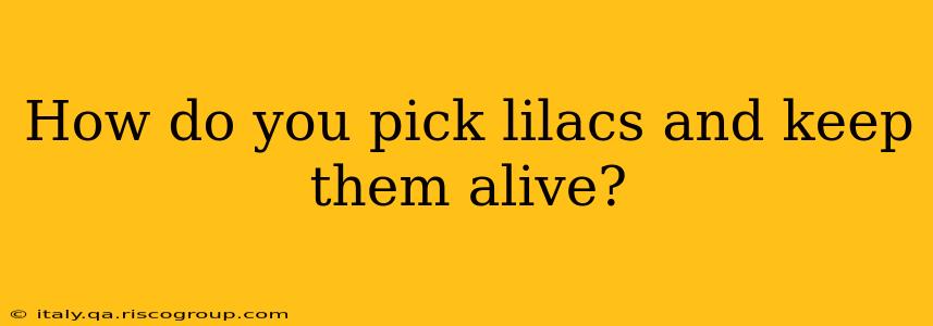 How do you pick lilacs and keep them alive?