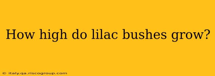 How high do lilac bushes grow?