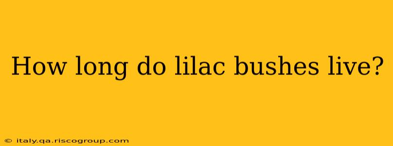 How long do lilac bushes live?