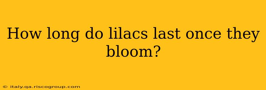 How long do lilacs last once they bloom?