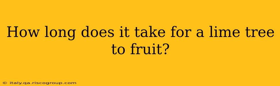 How long does it take for a lime tree to fruit?