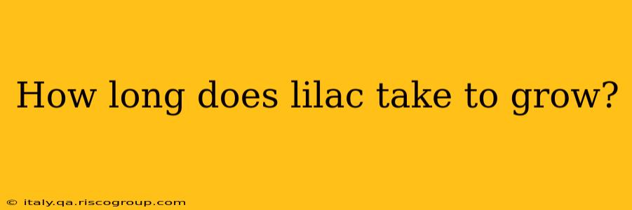 How long does lilac take to grow?