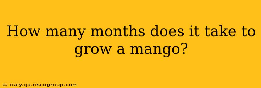 How many months does it take to grow a mango?