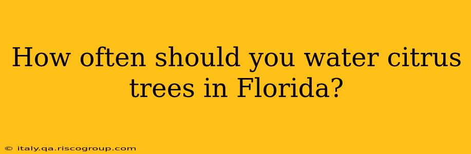 How often should you water citrus trees in Florida?