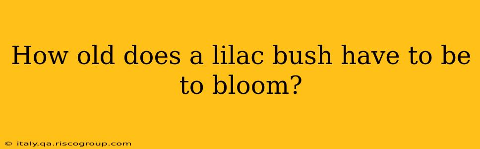 How old does a lilac bush have to be to bloom?