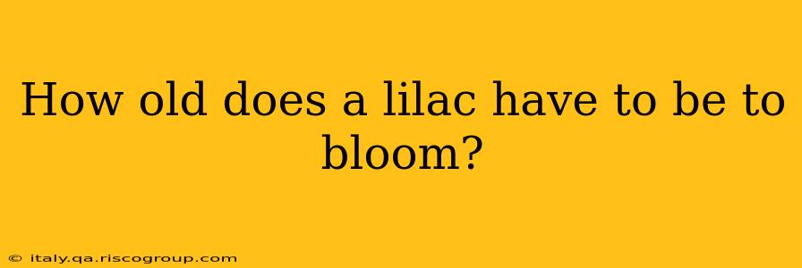 How old does a lilac have to be to bloom?