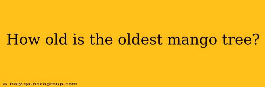 How old is the oldest mango tree?