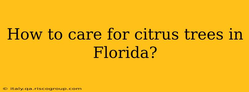 How to care for citrus trees in Florida?