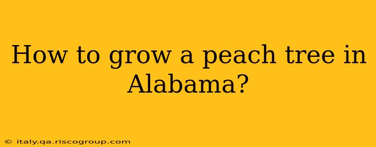 How to grow a peach tree in Alabama?