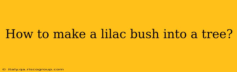 How to make a lilac bush into a tree?