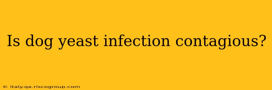 Is dog yeast infection contagious?