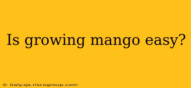 Is growing mango easy?