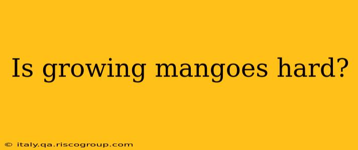 Is growing mangoes hard?