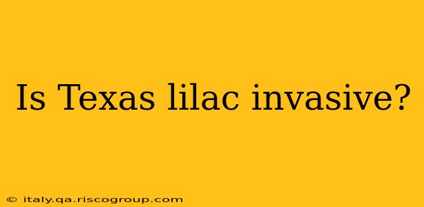 Is Texas lilac invasive?