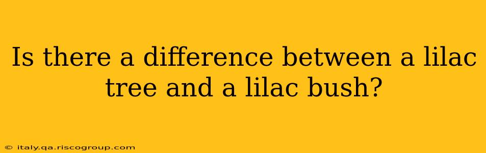 Is there a difference between a lilac tree and a lilac bush?