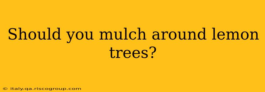 Should you mulch around lemon trees?