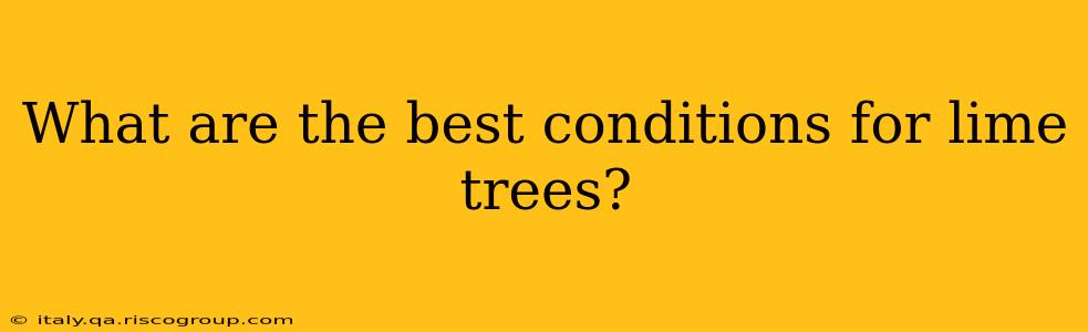 What are the best conditions for lime trees?